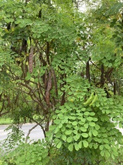 Leucaena retusa