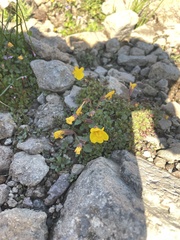 Erythranthe caespitosa