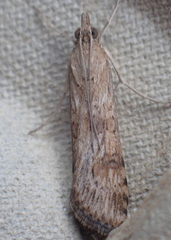 Nomophila nearctica