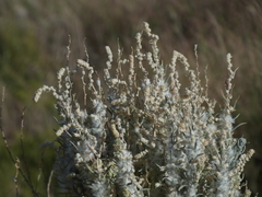 Krascheninnikovia lanata