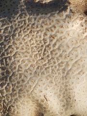 Lycoperdon utriforme