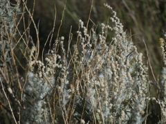 Krascheninnikovia lanata