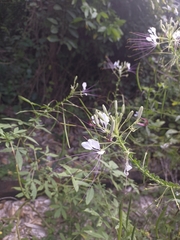 Cleome