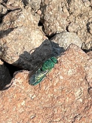 Chrysidinae