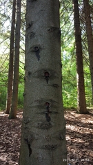 Abies nordmanniana