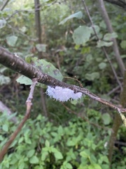 Prociphilus tessellatus