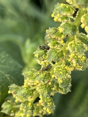 Ophraella communa