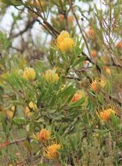 Leucospermum