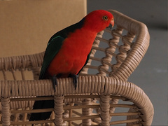 Alisterus scapularis