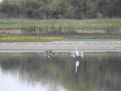 Chroicocephalus cirrocephalus