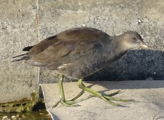 Gallinula chloropus