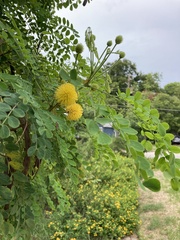 Leucaena retusa