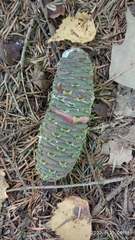 Abies nordmanniana