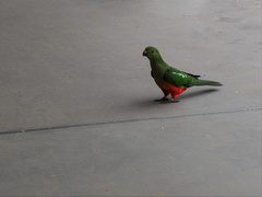 Alisterus scapularis