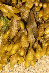 Fucus spiralis