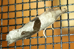 Pelochrista similiana