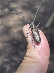 Monochamus