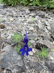 Delphinium glaucum