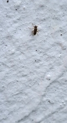 Nysius