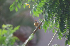 Thamnophilus doliatus