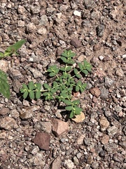 Euphorbia abramsiana