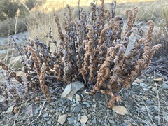 Cheilanthes eckloniana