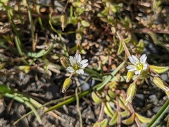 Cerastium
