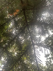 Abies nordmanniana