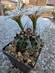 Gymnocalycium