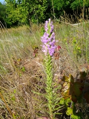 Liatris punctata mucronata