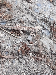 Chamaeleo chamaeleon chamaeleon