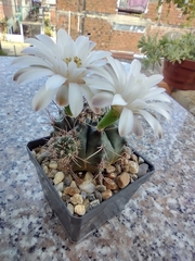 Gymnocalycium