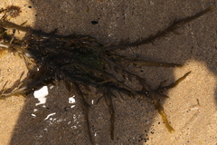 Ascophyllum nodosum