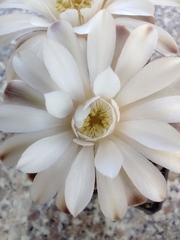 Gymnocalycium