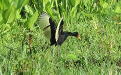 Jacana jacana