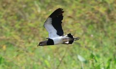 Vanellus chilensis