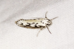 Ethmia semitenebrella