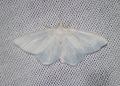 Macaria pustularia