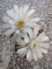 Gymnocalycium
