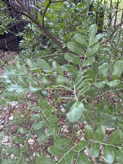 Dermatophyllum secundiflorum