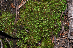 Fissidens bryoides