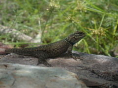Sceloporus jarrovii