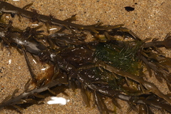 Ascophyllum nodosum