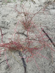 Corispermum declinatum