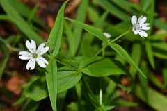 Pseudostellaria jamesiana