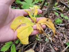 Trillium undulatum
