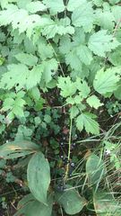 Actaea spicata