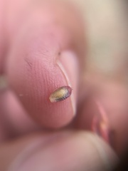 Corispermum declinatum