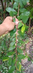 Erythroxylum coca