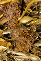 Vertebrata lanosa